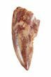 Serrated Raptor Tooth - Morocco #62173-1